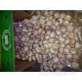 Normal White Garlic In Carton 2019